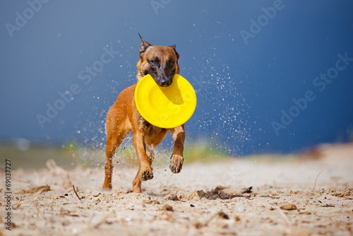 dog runs with frisbee disc photo
