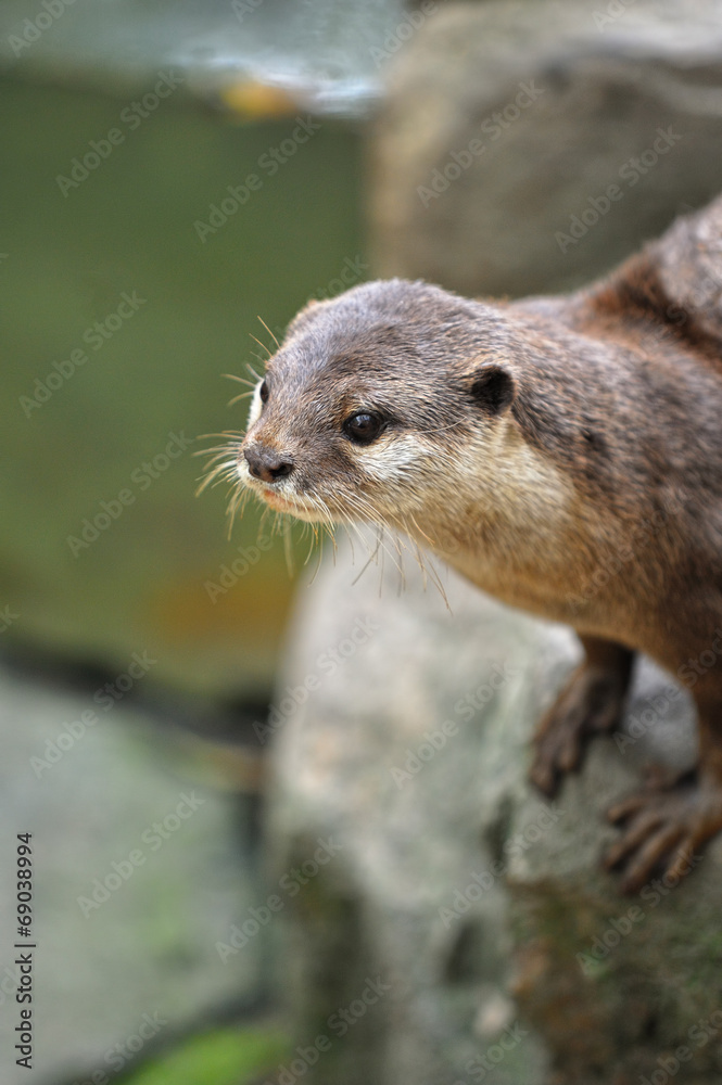 Naklejka premium コツメカワウソ