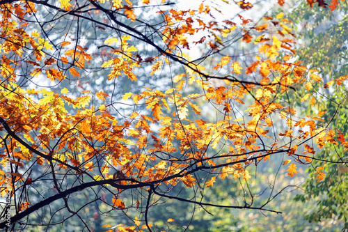 leaves in the park