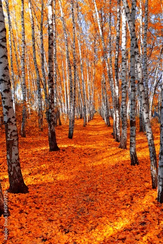 Fototapeta samoprzylepna Jesienna brzoza