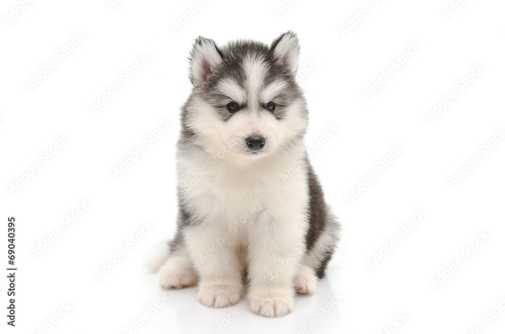 Cute little husky puppy isolated on white