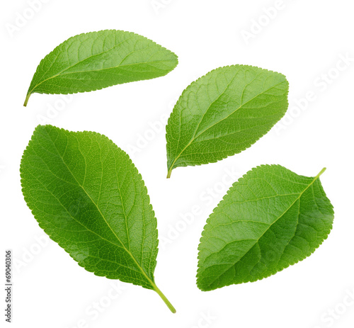 plum leaves isolated on white