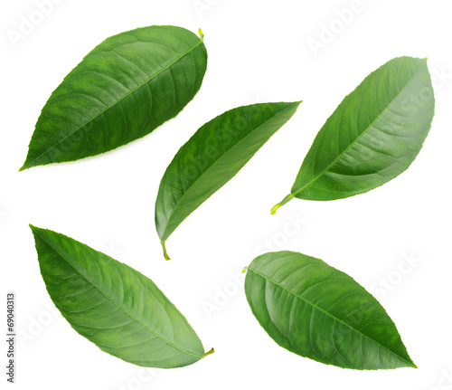 Lemon leaves isolated on a white background