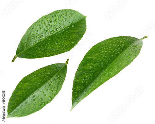 Lemon leaves with drops isolated on white