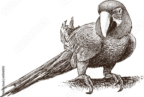 parrot macaw