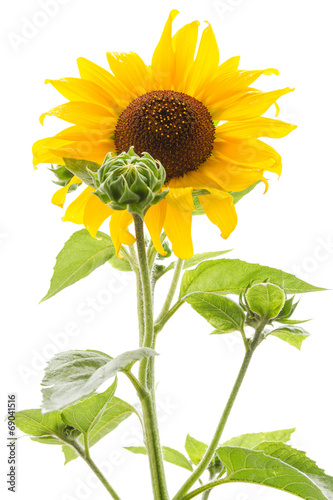 Fototapeta Naklejka Na Ścianę i Meble -  Sunflower