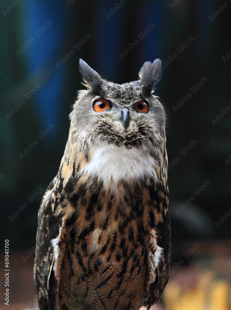 Naklejka premium brown owl with vivid eyes