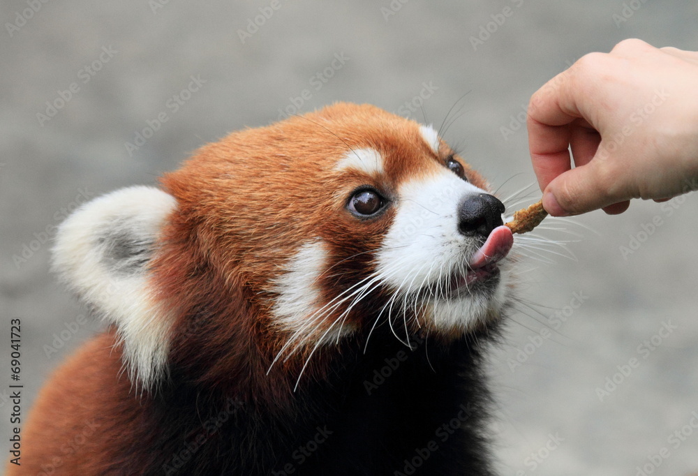 Fototapeta premium cute brown panda being fed