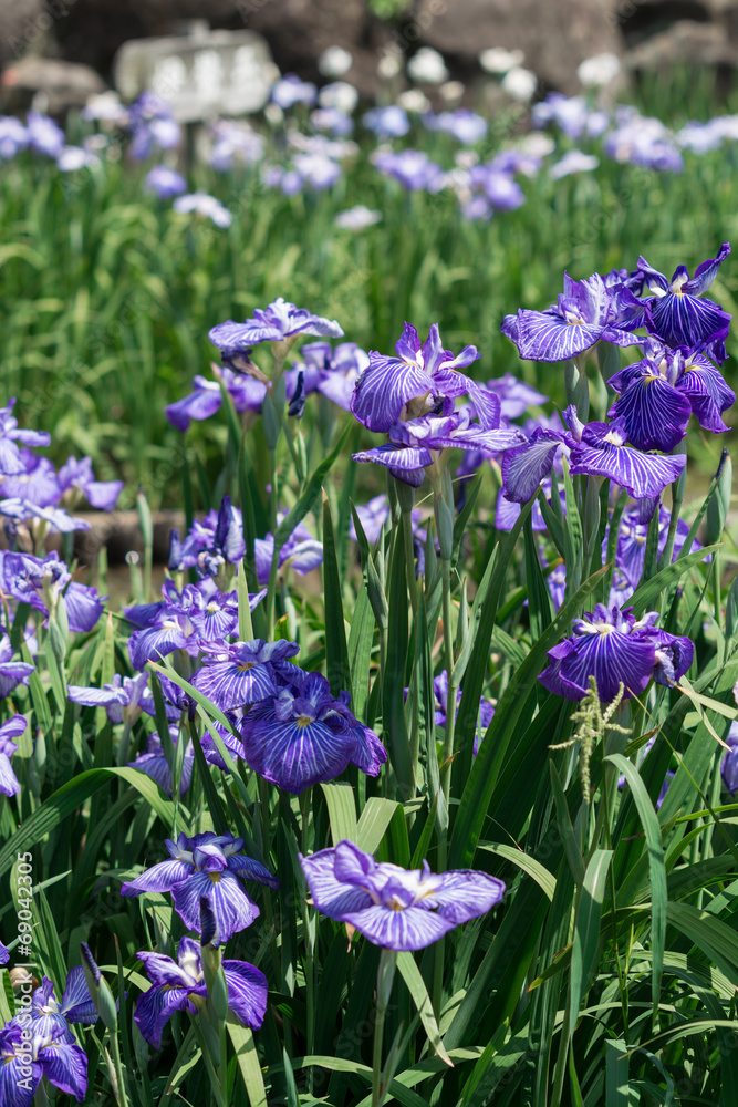 花菖蒲＠大村公園