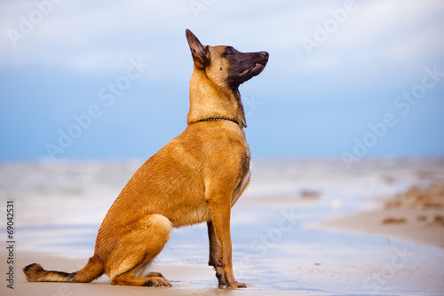 belgian shepherd dog sitting on the beach photo