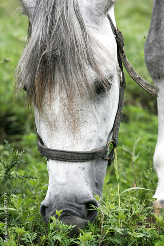 Headshot of white arabian horse at the pasture photo