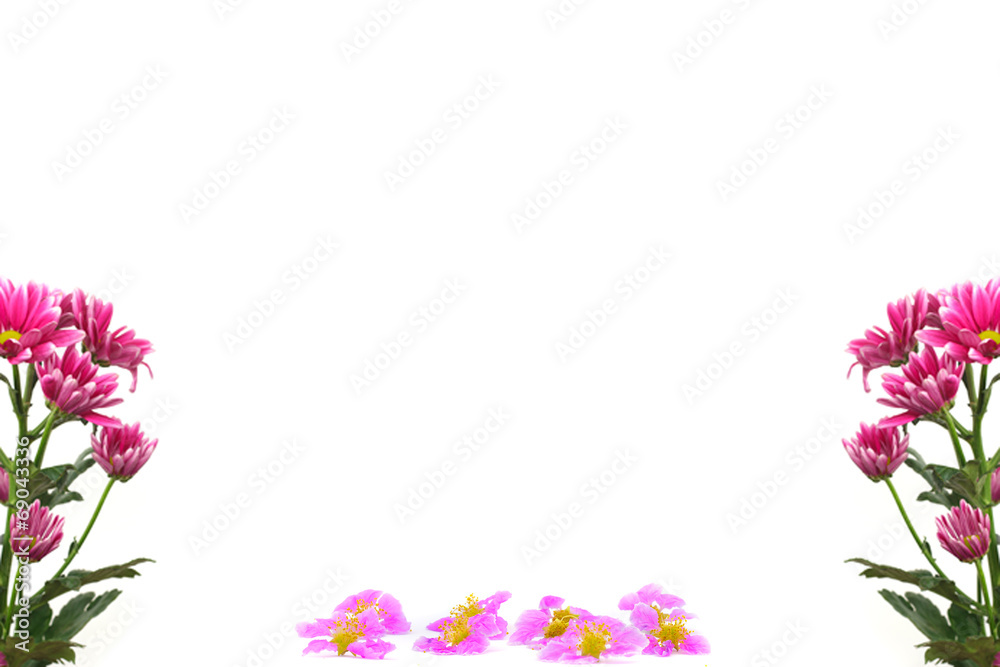 Purple flowers branches frame isolated on white background