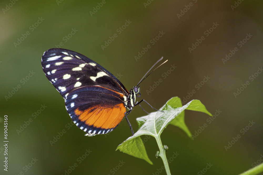 Beautiful butterfly Beautiful butterfly