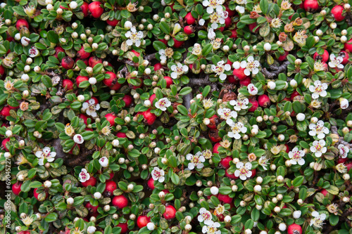 Cotoneaster bush background