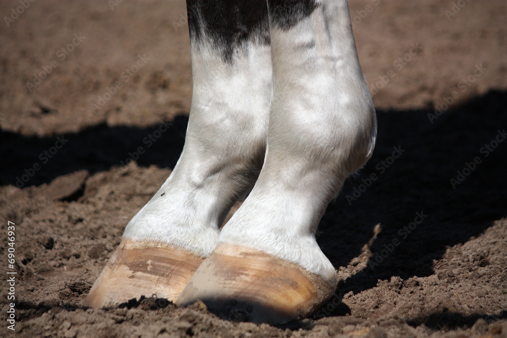 Fototapeta premium Close up of horse legs