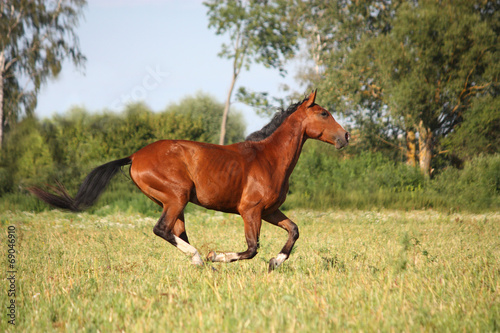Beautiful bay horse running at the field