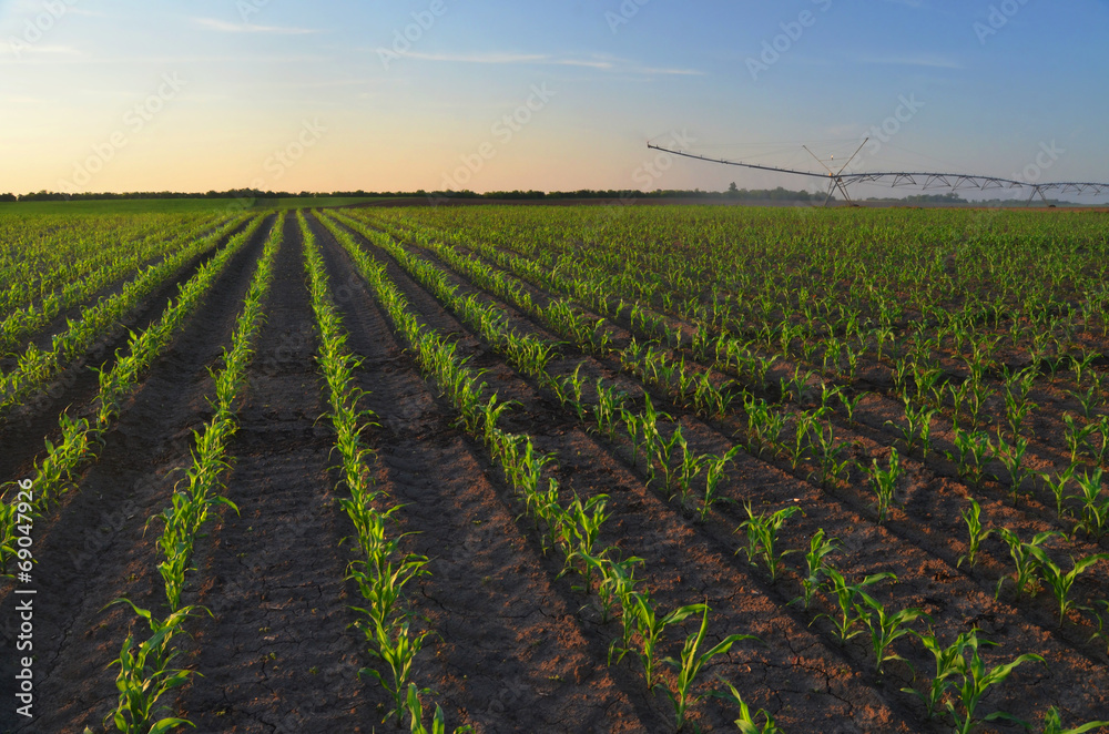 Irrigation system watering corn field