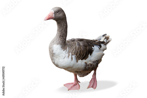 Goose front view isolated on white background