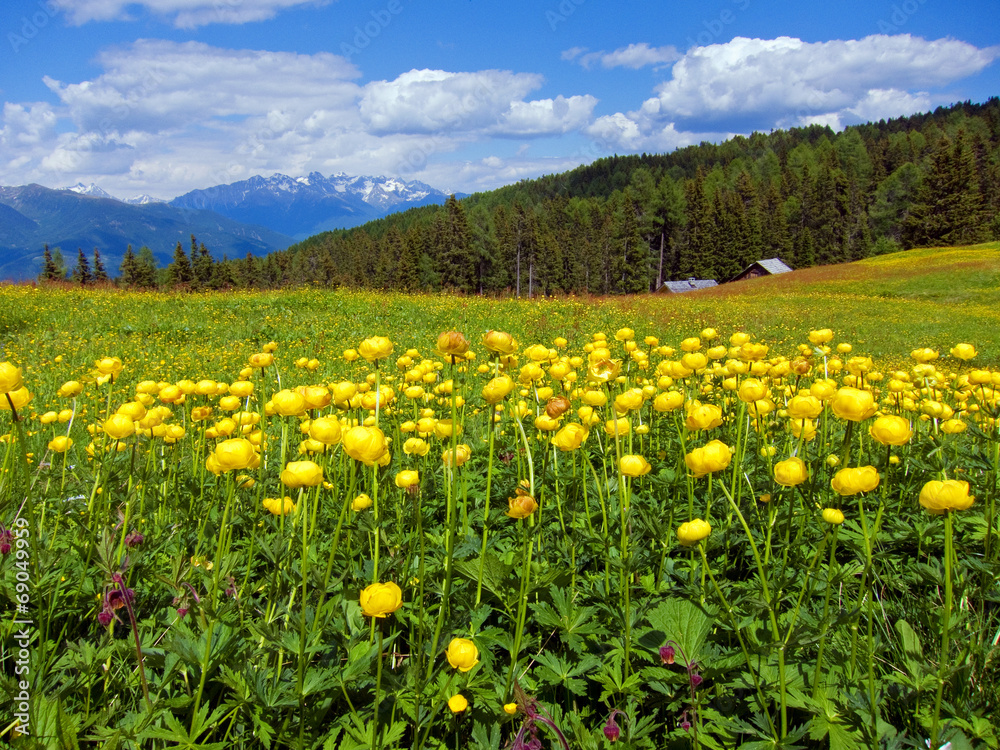 Almwiese mit Trollblumen, Südtirol