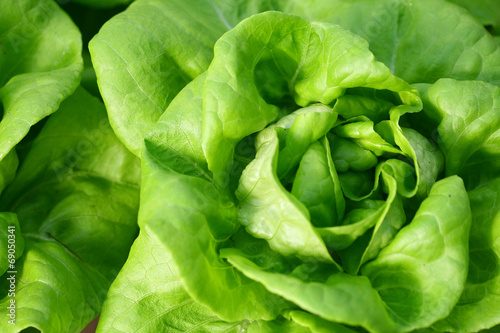 Butterhead lettuce