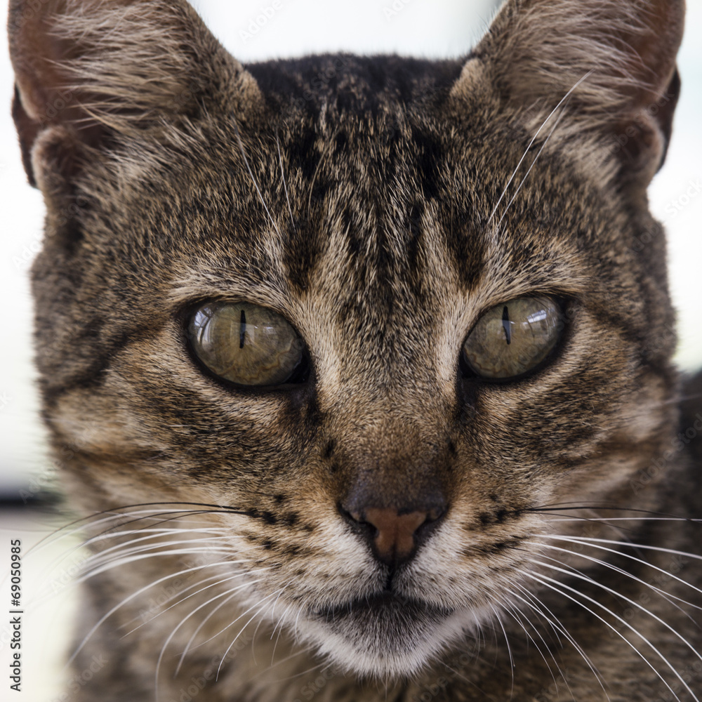 Junge Katze Portrait fokussiert Junge Katze Portrait fokussiert