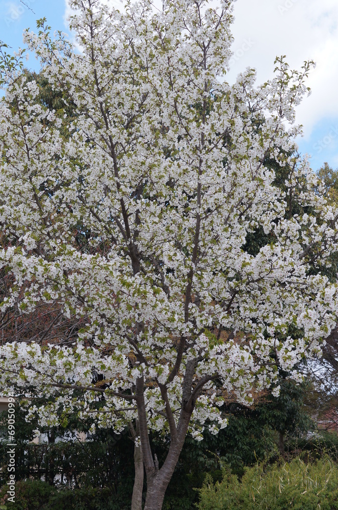 White cherry tree in sunny day White cherry tree in sunny day