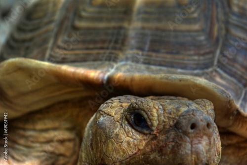 Porträt der Riesenschildkröte photo