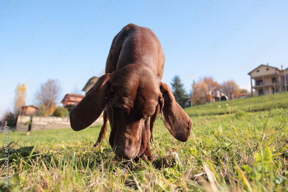 addestramento cane per ricerca tartufo Stock Photo