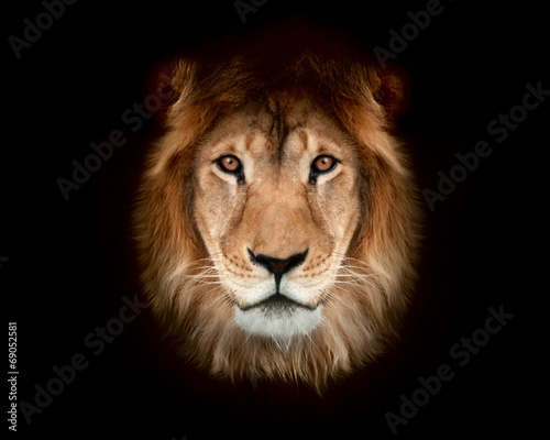 Beautiful lion on a black background.