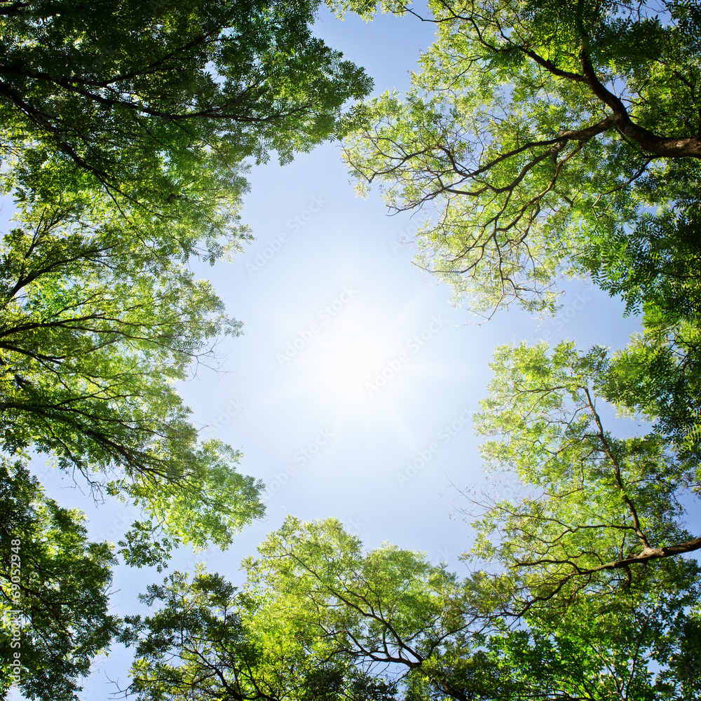 Obraz premium Green leaves and sun.