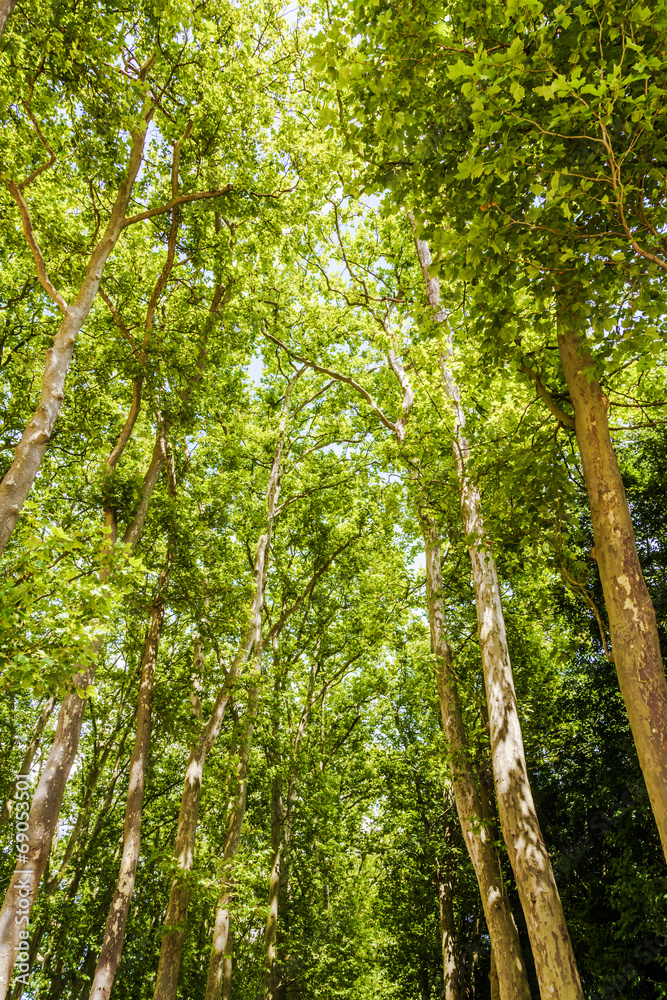 Fototapeta premium Platanenallee