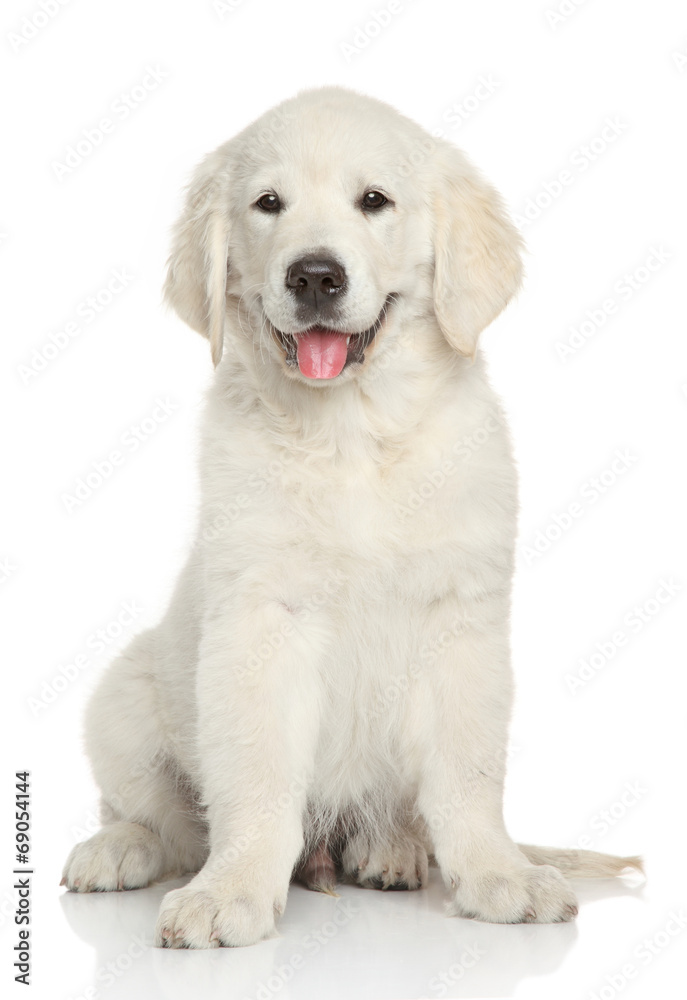 Golden Retriever puppy portrait