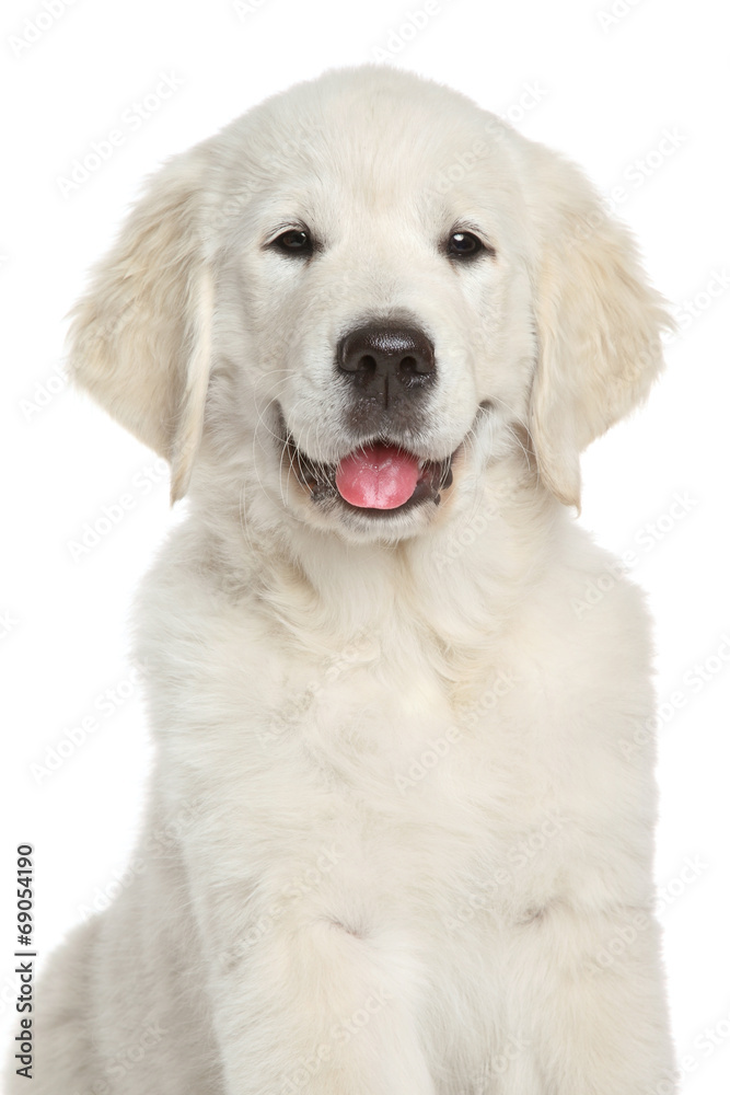 Golden Retriever puppy, close-up on white background