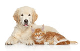 Golden Retriever puppy and ginger kitten