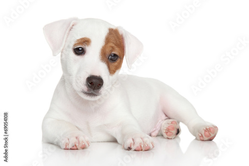 Jack Russell puppy on white