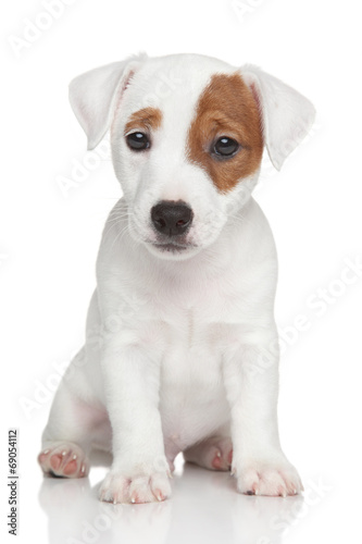 Jack Russell terrier puppy