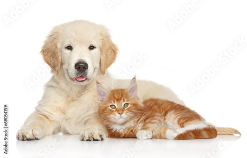 Fototapeta Naklejka Na Ścianę i Meble -  Golden Retriever puppy and ginger kitten