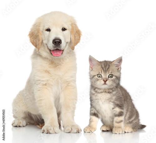 Cat and dog together #69054163