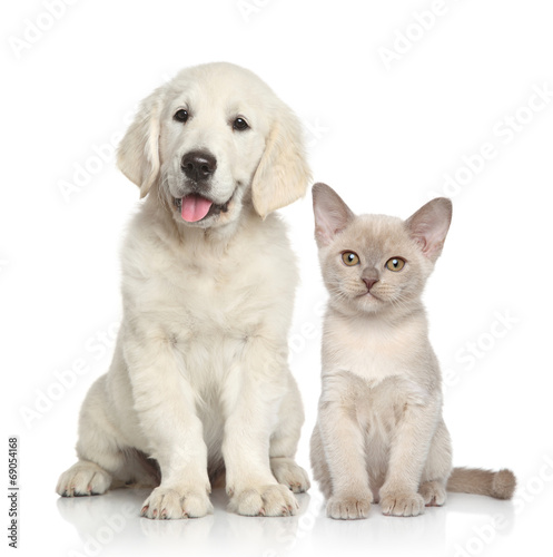 Fototapeta Naklejka Na Ścianę i Meble -  Dog and Cat together