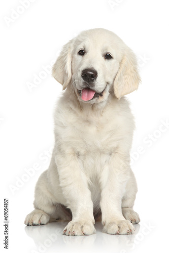 Golden Retriever puppy on white background