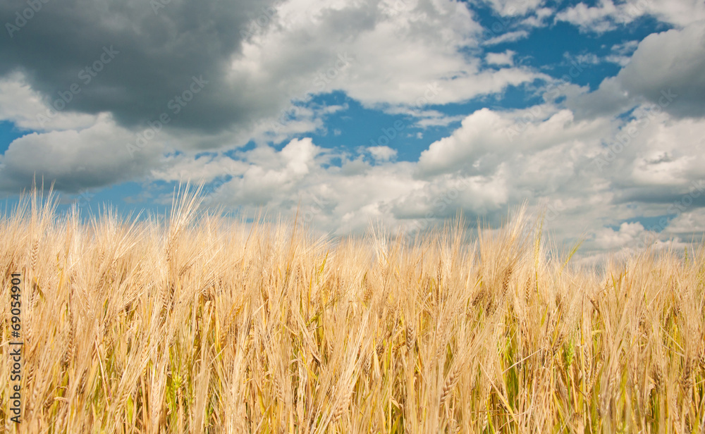 Ripe wheat