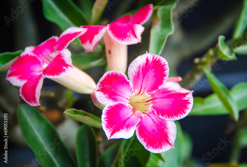 tropical flower pink adenium. Desert rose