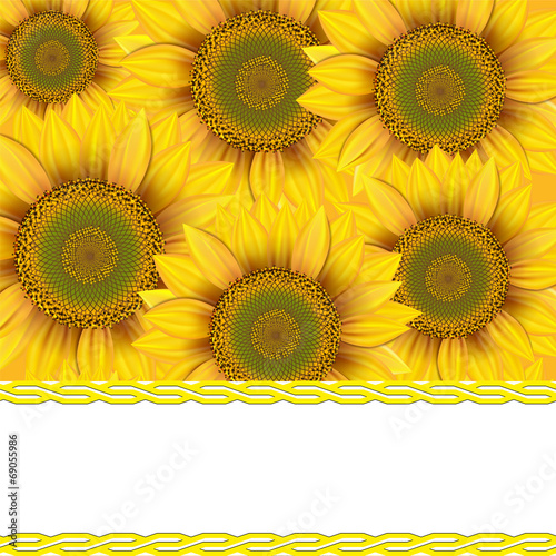 Background of sunflowers