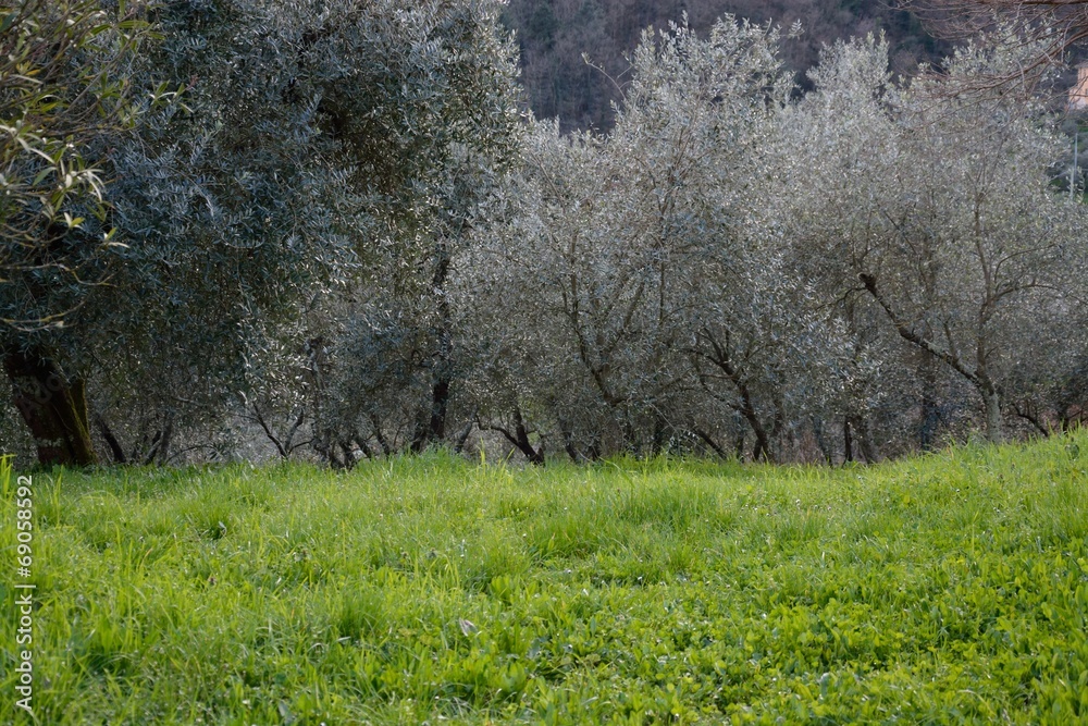 Obraz premium oliveto