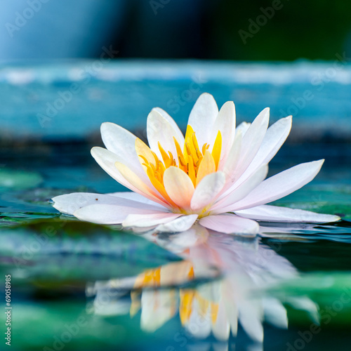 beautiful pink waterlily or lotus flower in a pond