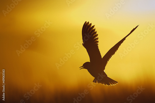 A flying black-headed gull. Backlight.