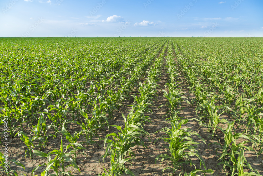 Growing corn field, green agricultural landscape
