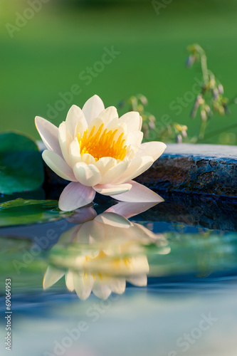 A beautiful yellow waterlily or lotus flower in pond