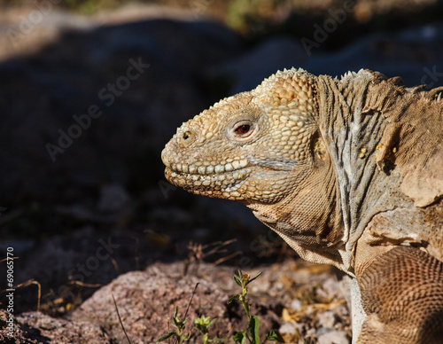 land iguana © ksumano