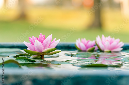 Piękny różowy kwiat lilia wodna lub kwiat lotosu w stawie